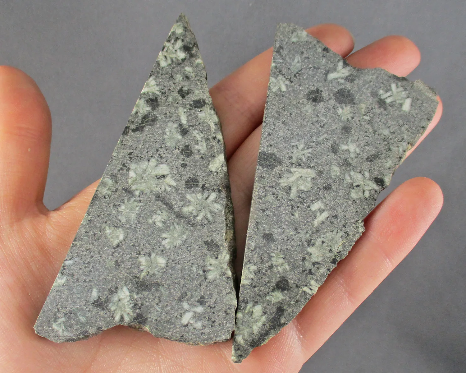 Chrysanthemum Stone Slice 1pc J031