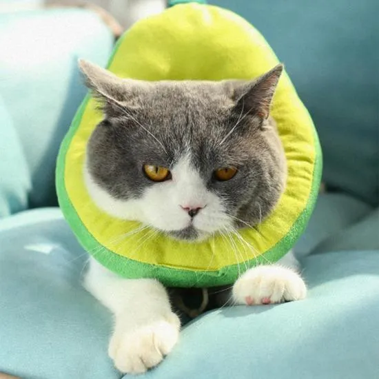 Foodilicious E Collar