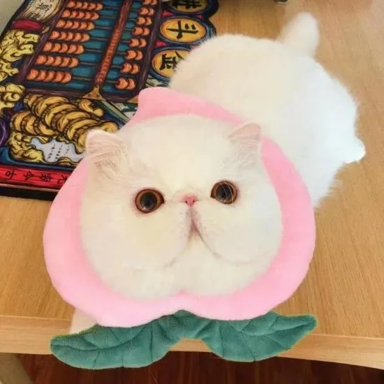 Foodilicious E Collar