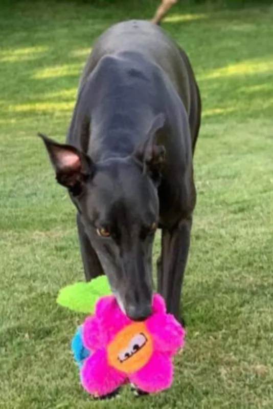 Pretty Potted Flower Unstuffed Dog Toy (Made in the USA) << FINAL SALE >>